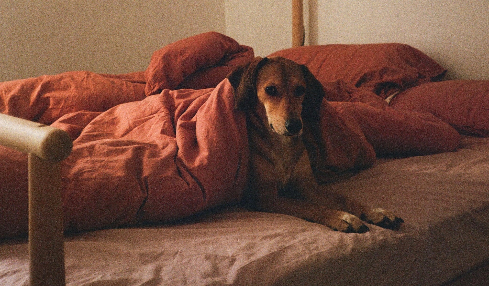 Behind the lens with Pet Stories