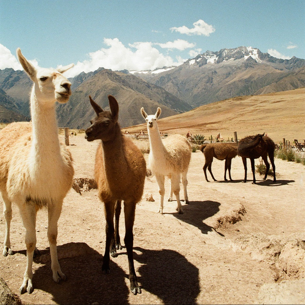 Alpacas walking on a dirt path with mountains in the background