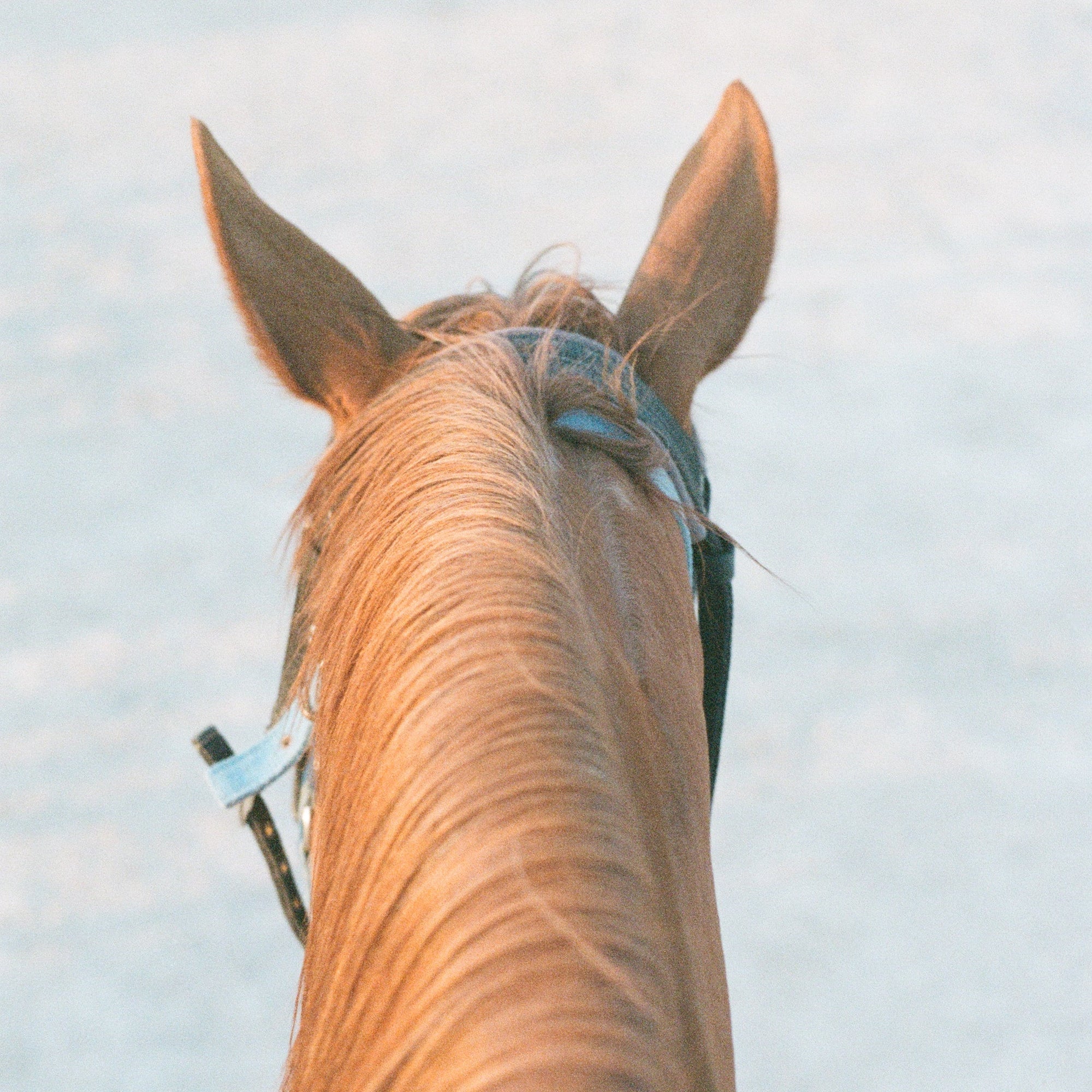 Close-up of a horse's head with a bridle against a white background