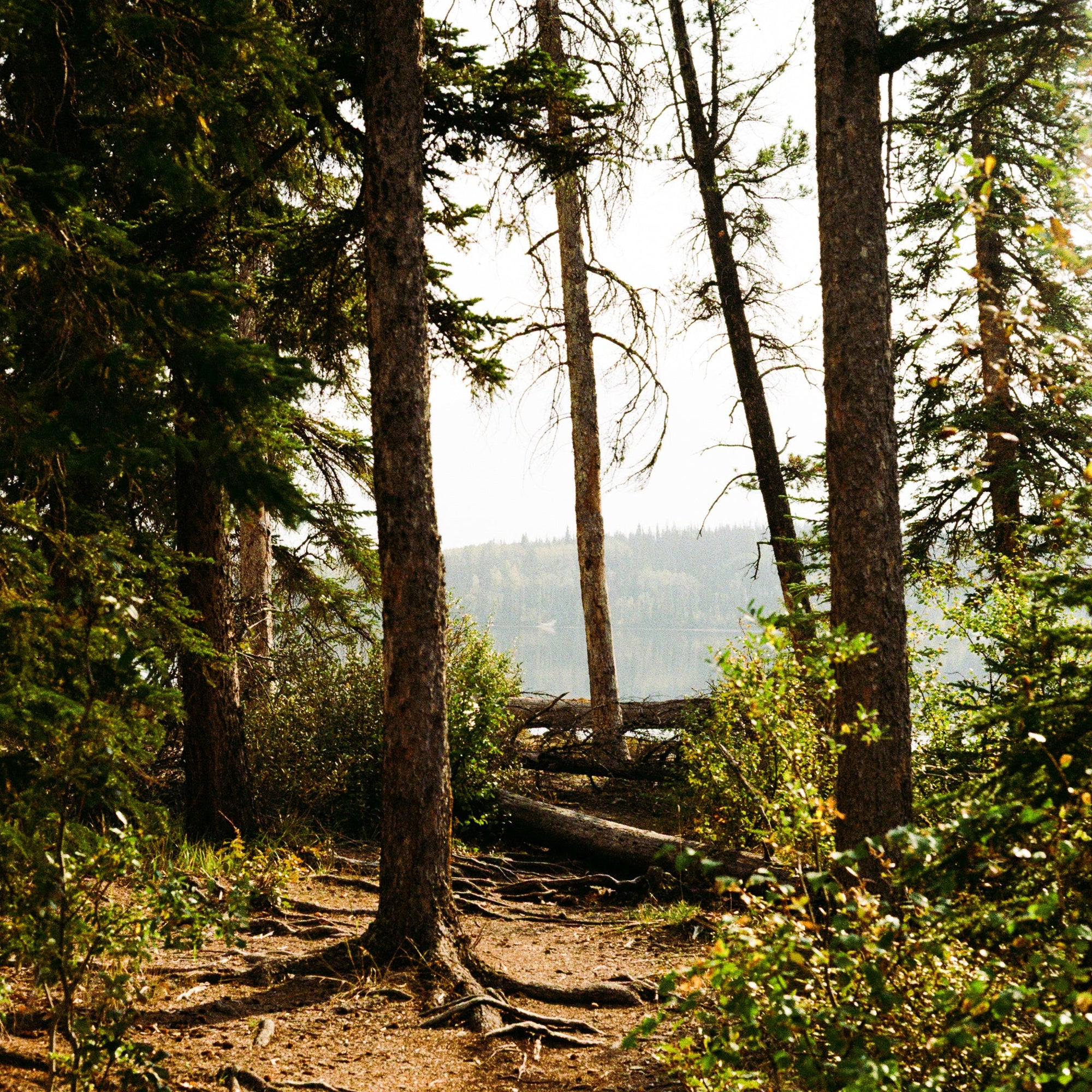 Winding dirt path through a forest with trees and greenery