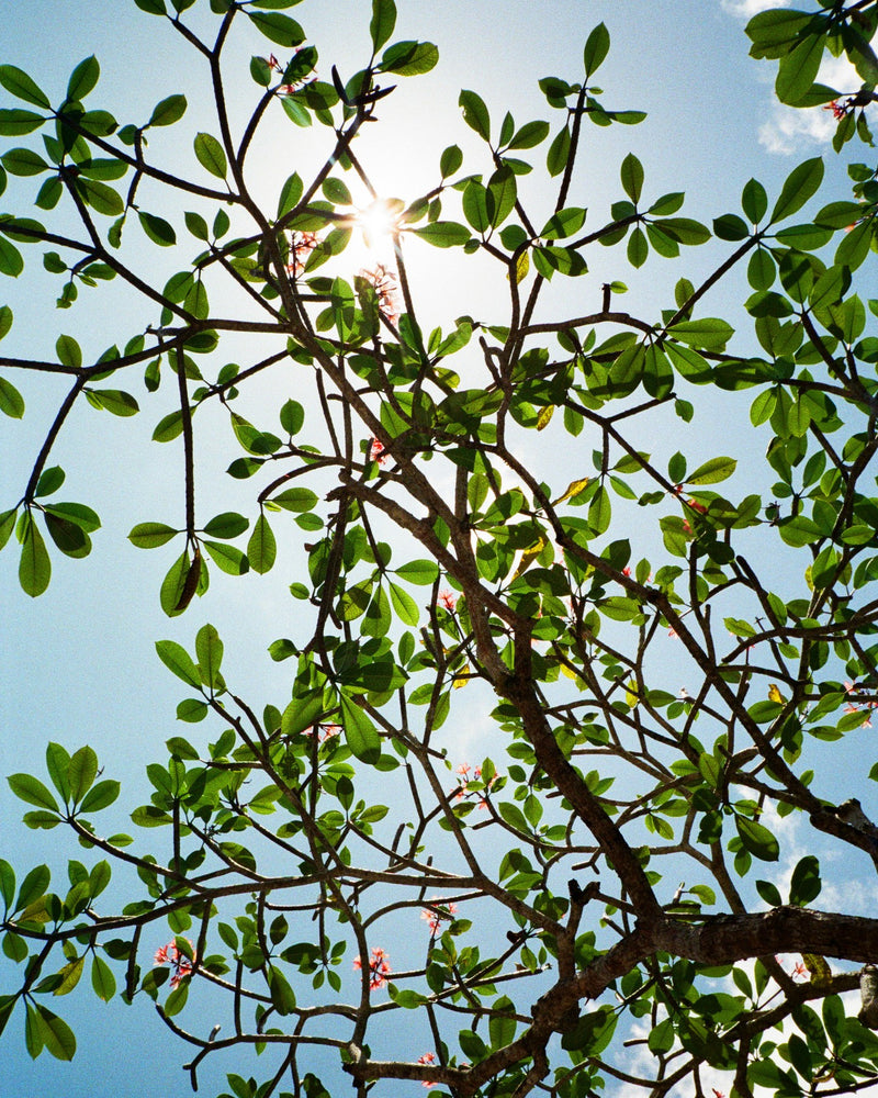 Kodak Ultramax 400 customer photo by @callumchris
