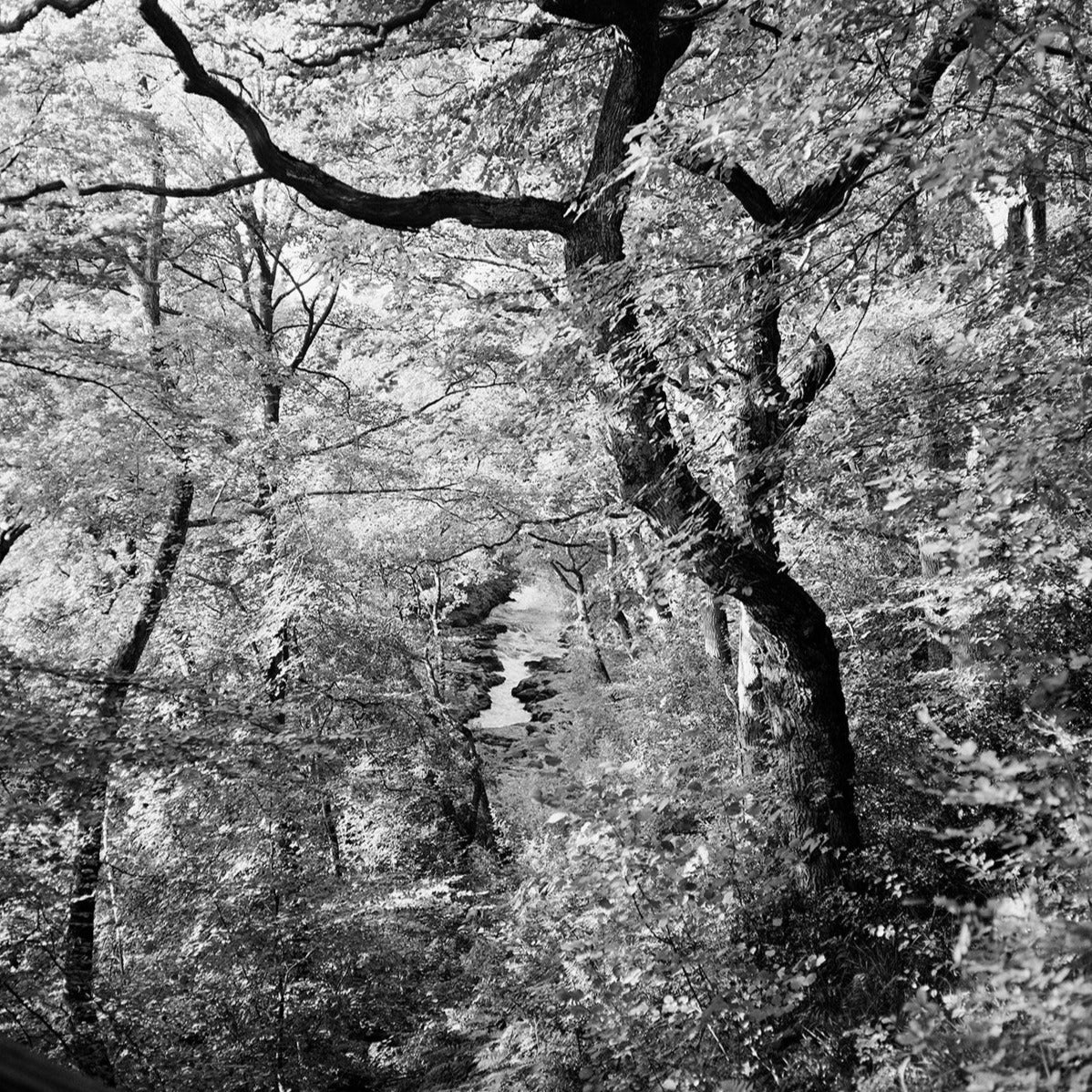 Example of scans from black and white film developing 